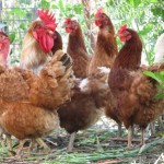 Blog Post on Raising Chickens in Guelph - Realtor Kelly Caldwell