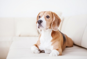 Pets and Home Sales - Guelph Real Estate Blog