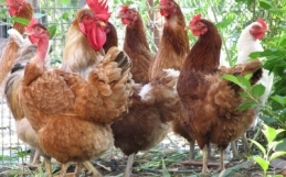 Raising Backyard Chickens in Guelph
