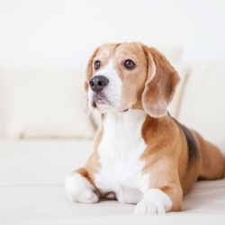 Selling Your Home: What to Do with the Pets?
