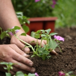 Gardening for Curb Appeal