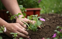 Gardening for Curb Appeal